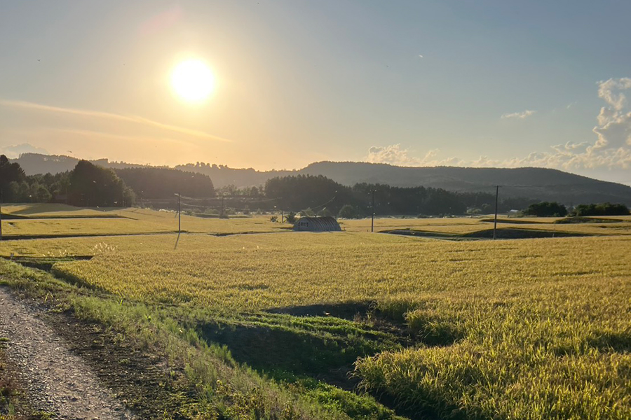 お米のイメージ写真